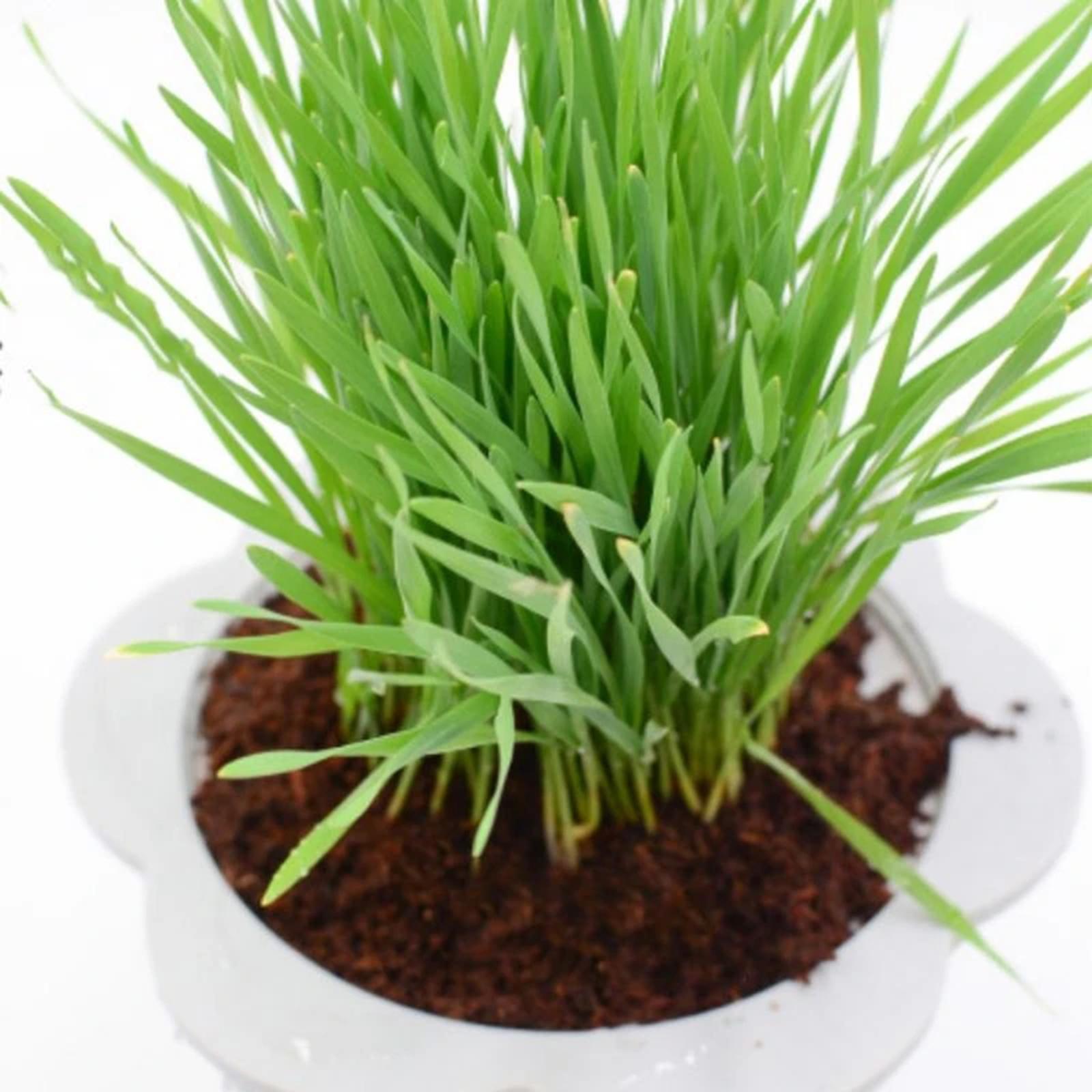 Substrate Coconut Fiber - Кокосовый субстрат из кокосового волокна в