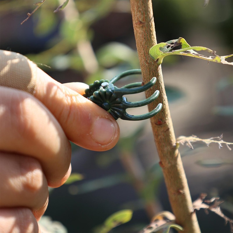 Оптовые мини-зажимы для поддер – обзор и цена Vine Climbing Plastic