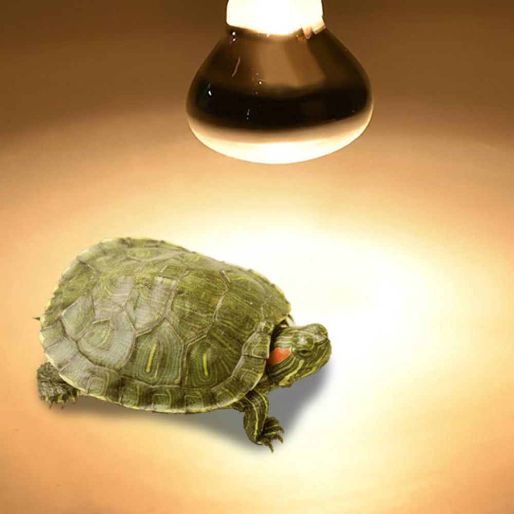 Регулятор температуры черепахи – обзор и цена Basking Bulb Halogen