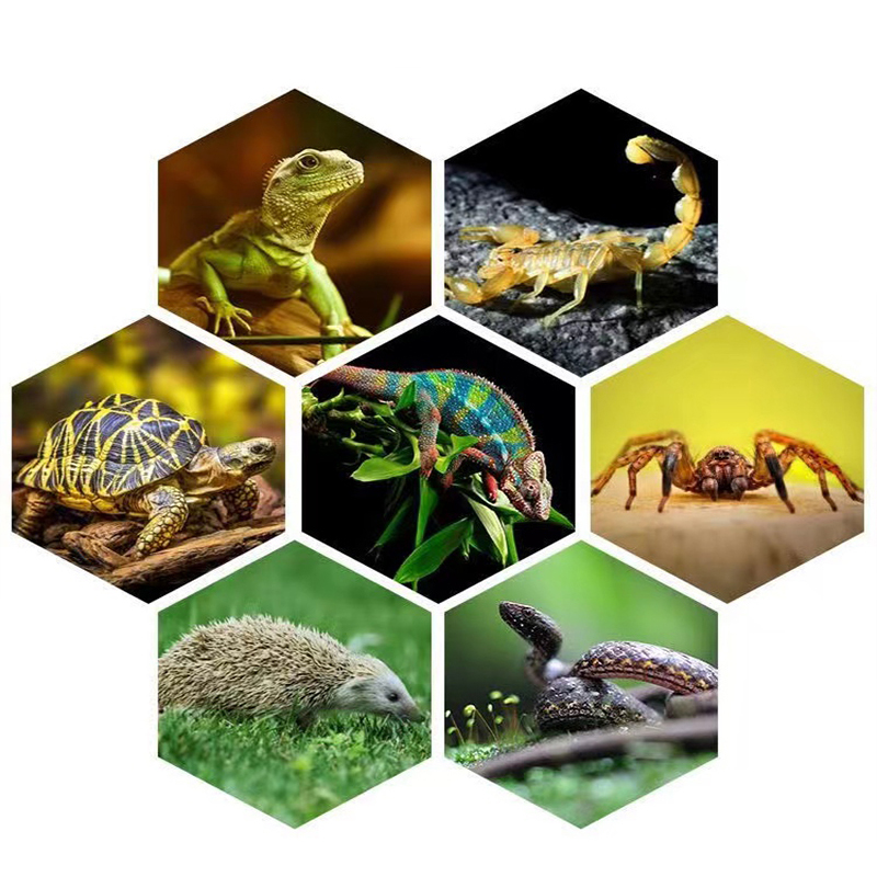 E27 13 Вт/26 Вт рептилии уфв л – обзор и цена Calcium Powder Reptile