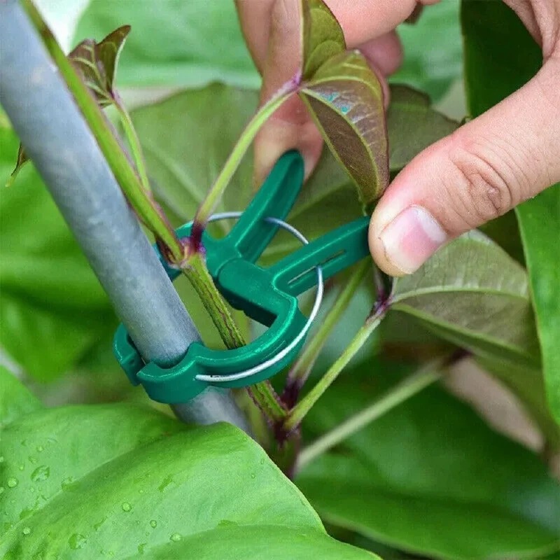 50 многоразовых зажимов для ра – обзор и цена Vine Climbing Plastic
